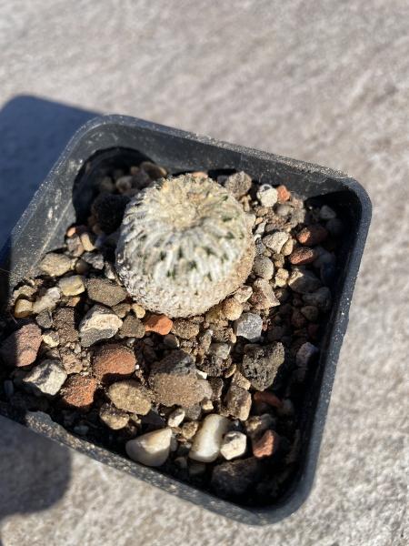 Turbinicarpus pseudopectinatus